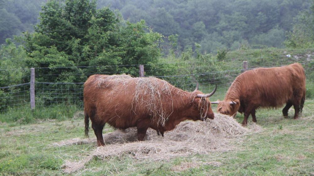 Vaches Highland dans un pré du Mont Pelé