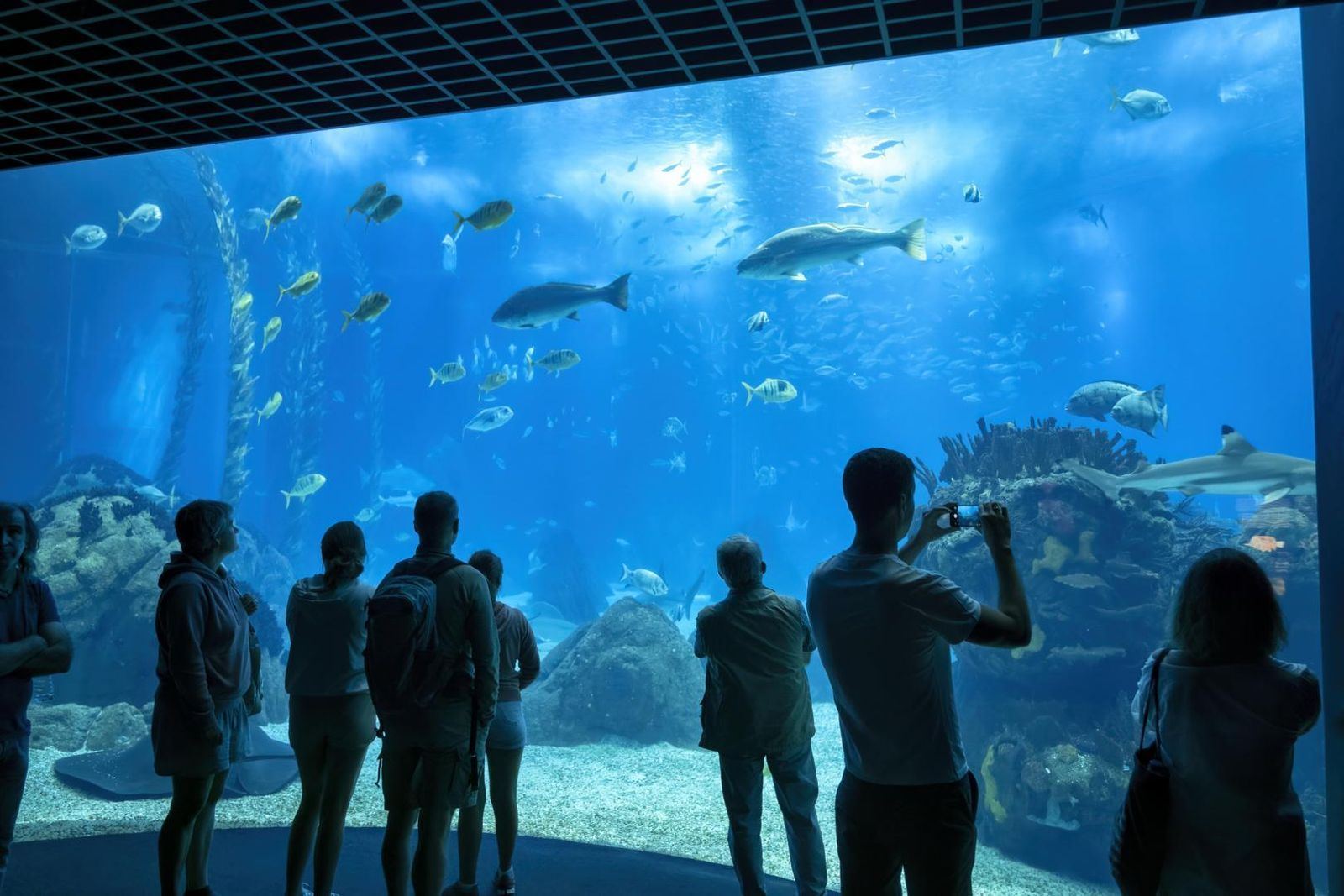Visiteurs devant le grand bassin de Nausicaá